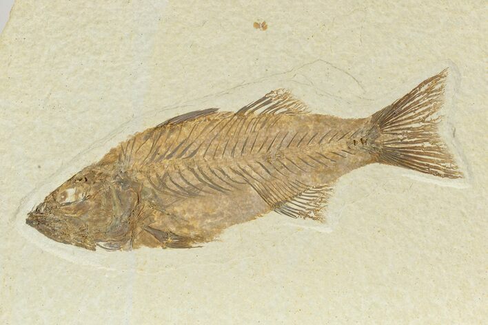 Uncommon Fish Fossil (Mioplosus) - Wyoming #240366